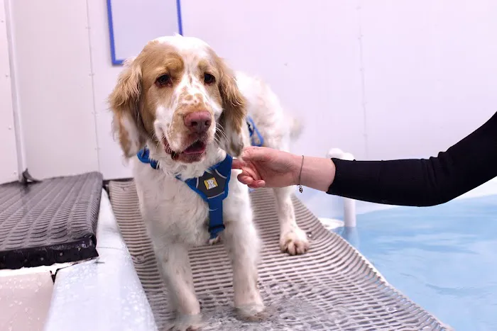 Northern Canine Therapy Centre Picture 5