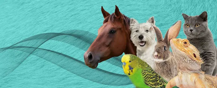 Virtual Vet Derms Picture 2