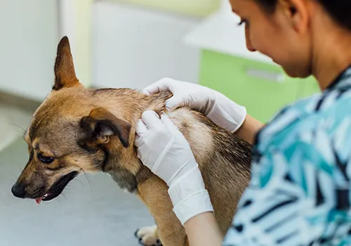 Virtual Vet Derms Picture 1