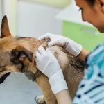 Virtual Vet Derms