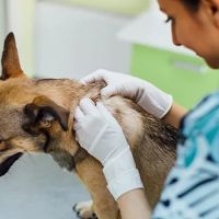Virtual Vet Derms ico