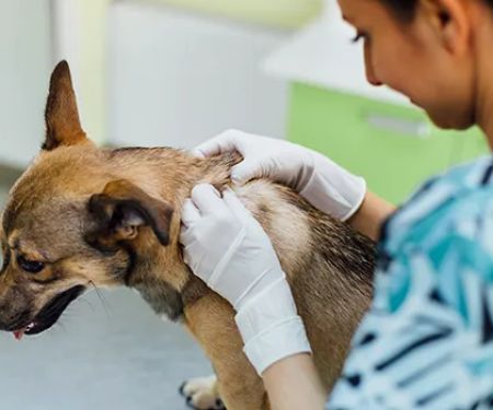 Virtual Vet Derms