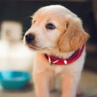 Westmorland Veterinary Group ico