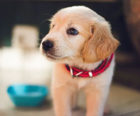 Westmorland Veterinary Group