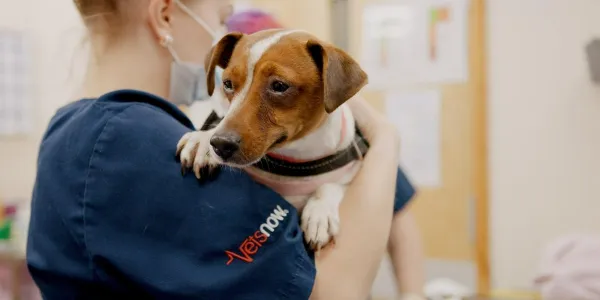 Vets Now Kendal Picture 3