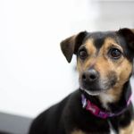 Highgate Vets