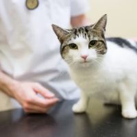 Highgate Veterinary Clinic ico