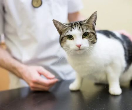 Highgate Veterinary Clinic