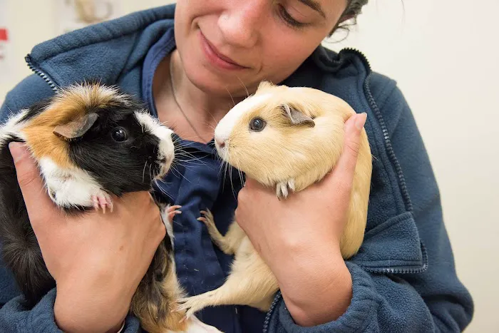 Highgate Veterinary Clinic Picture 4