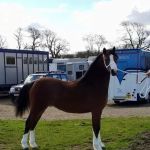 North West Equine Vets Ltd.