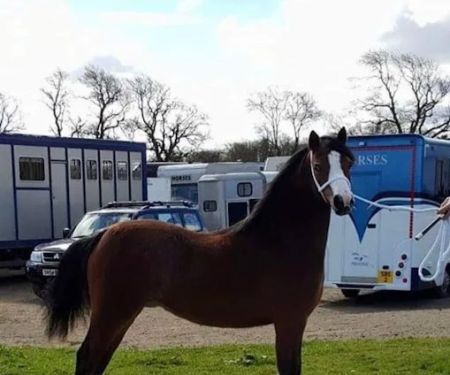 North West Equine Vets Ltd.
