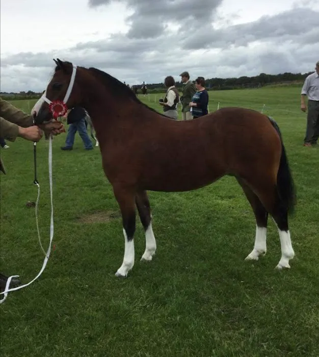 North West Equine Vets Ltd. Picture 3