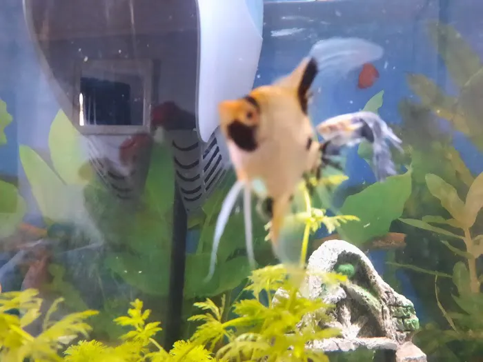 Reef & River Aquarium Picture 7