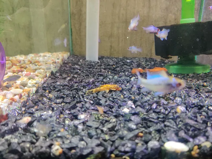 Reef & River Aquarium Picture 4