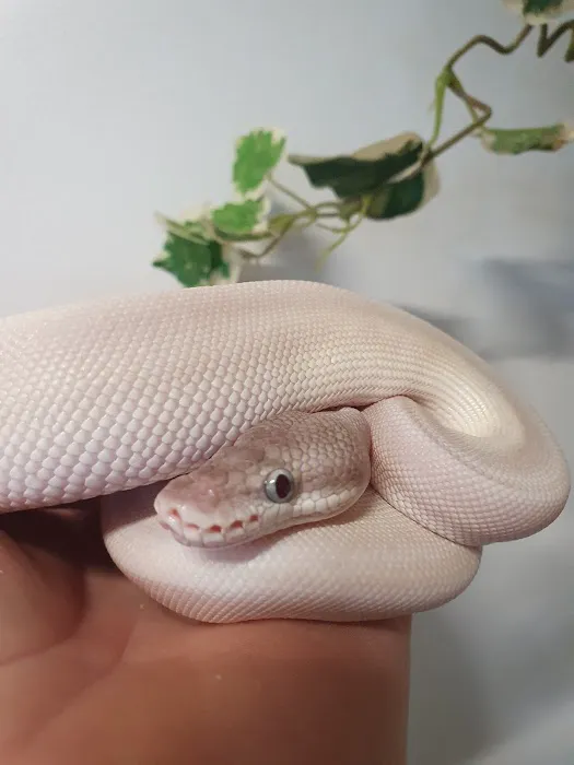 A.J. Exotics & Pet Supplies Picture 4