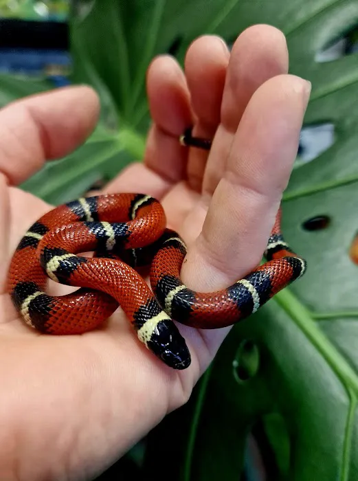 A.J. Exotics & Pet Supplies Picture 6