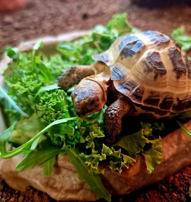 A.J. Exotics & Pet Supplies Picture 8