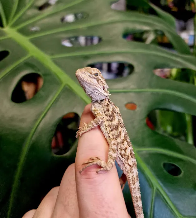 A.J. Exotics & Pet Supplies Picture 9