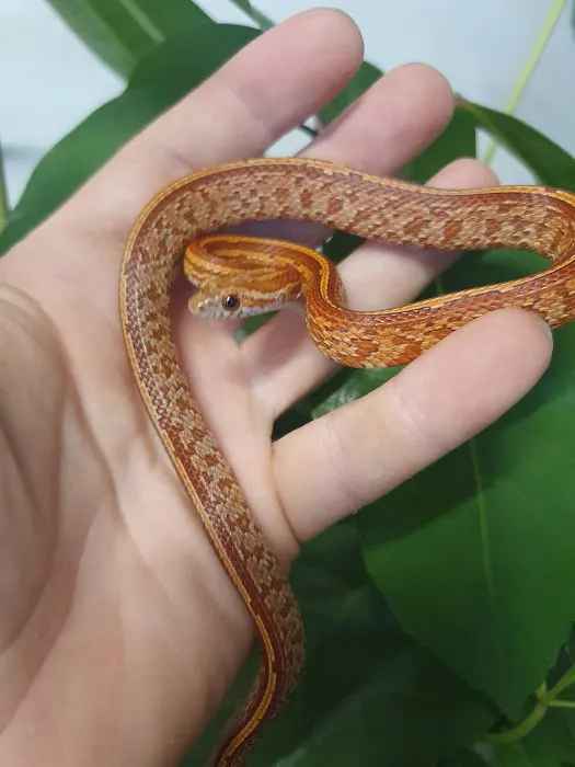 A.J. Exotics & Pet Supplies Picture 1