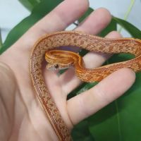 A.J. Exotics & Pet Supplies ico