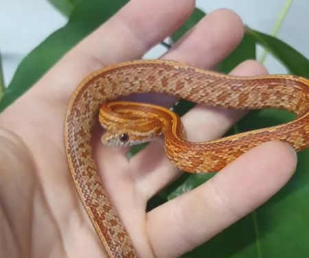 A.J. Exotics & Pet Supplies