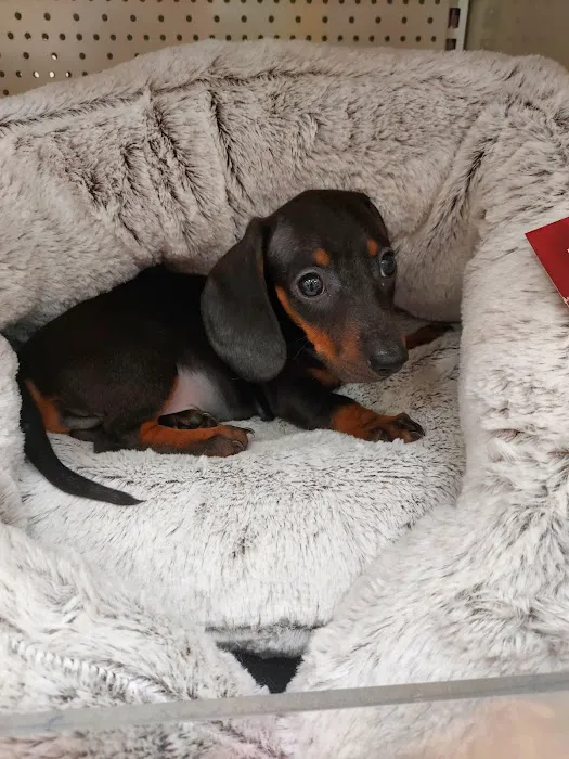 Pets at Home Lancaster Picture 3