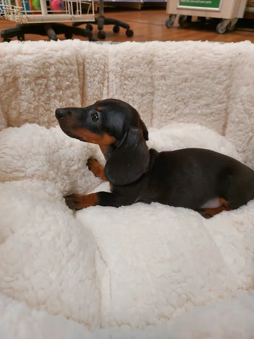 Pets at Home Lancaster Picture 2