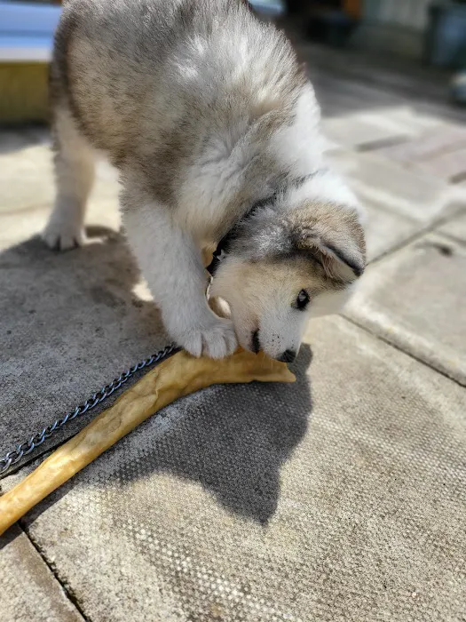 Hala Pet Stores Picture 7