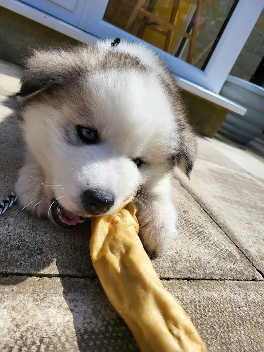 Hala Pet Stores Picture 8