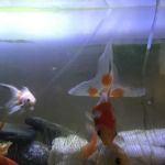 Little Beasties