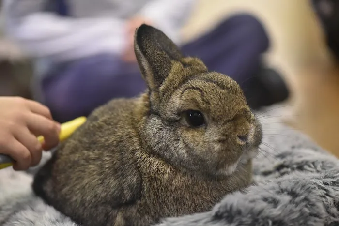 Little Beasties Picture 6