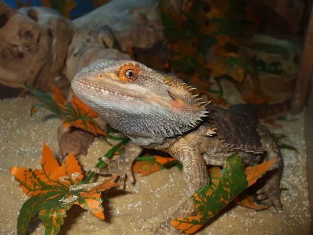 Little Beasties Picture 2