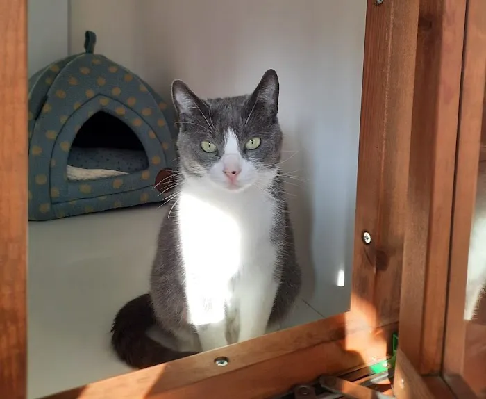 The Cattery @ Cotestones Farm Picture 3