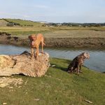 The Cattery @ Cotestones Farm