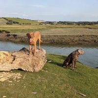 The Cattery @ Cotestones Farm ico