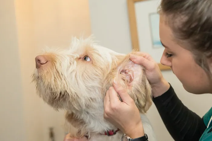 Burch Tree Vets Picture 5