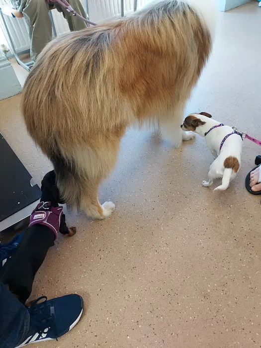 Bay Vets Morecambe Picture 7