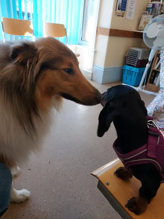 Bay Vets Morecambe Picture 3