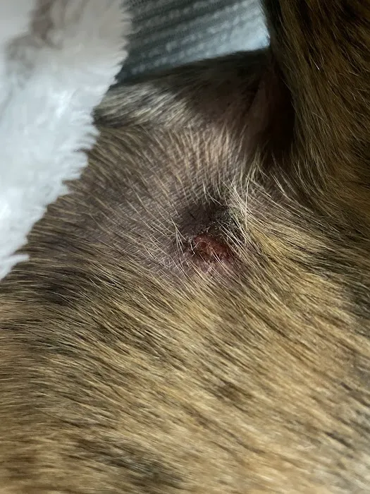 Vets4Pets - Lancaster Picture 3