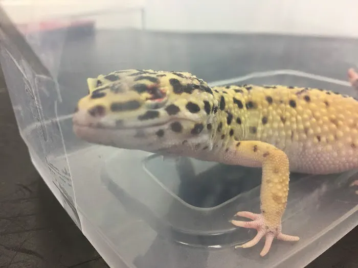 Vets4Pets - Lancaster Picture 4