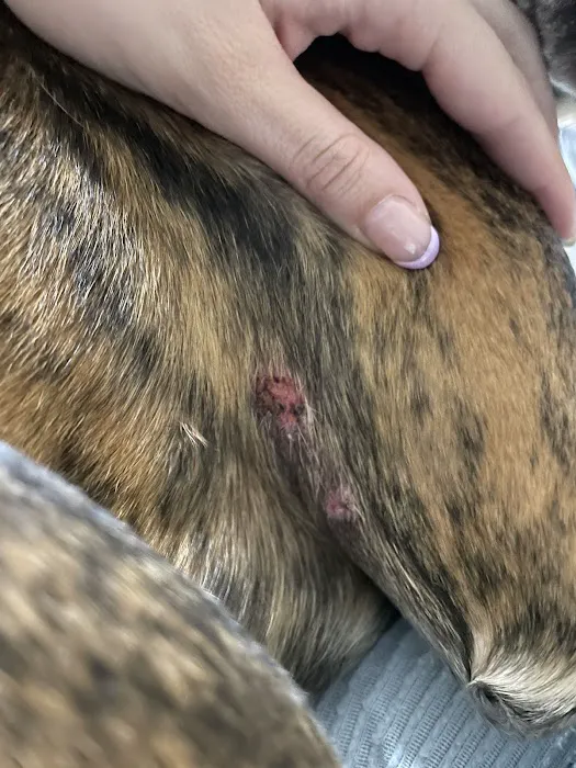 Vets4Pets - Lancaster Picture 5