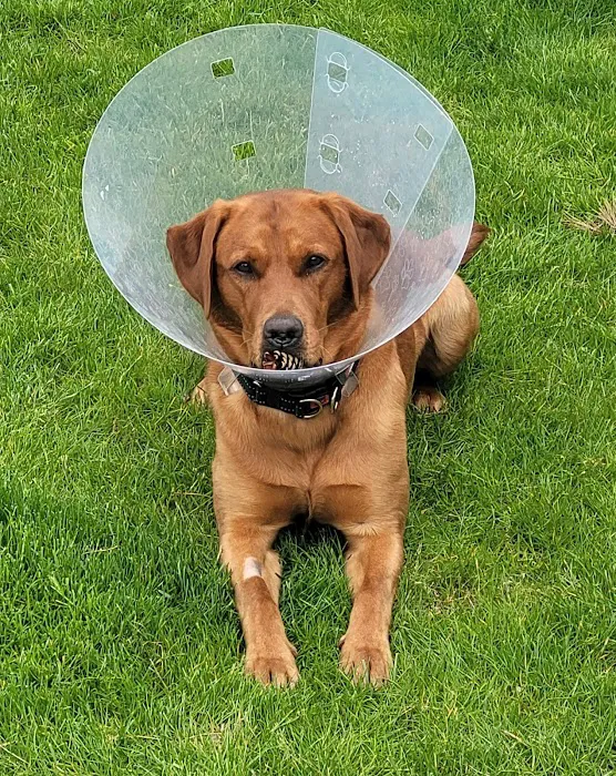 Lanes Vets Picture 10