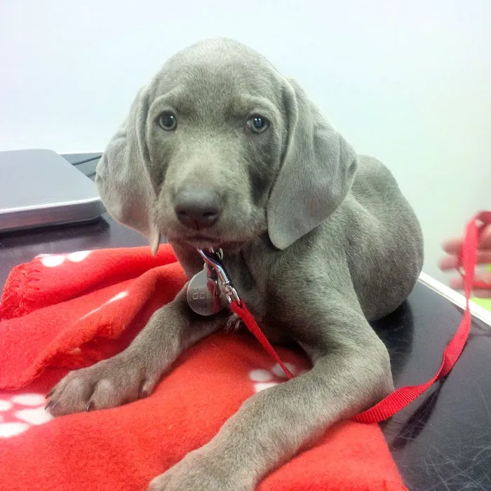 Lancaster Vets Picture 10