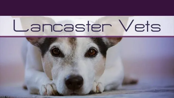 Lancaster Vets Picture 1