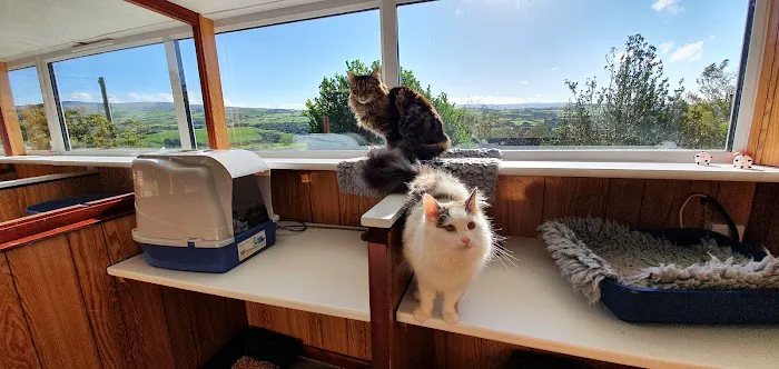 Valley View Cats Picture 2