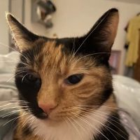 Valley View Cats ico