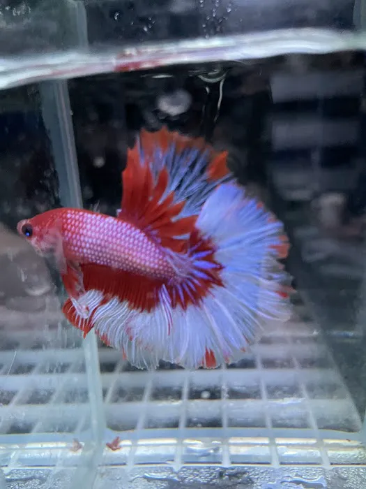 The Aquatic Centre Picture 5