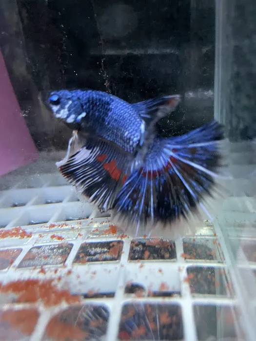 The Aquatic Centre Picture 3