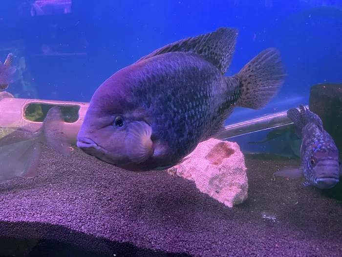 The Aquatic Centre Picture 10