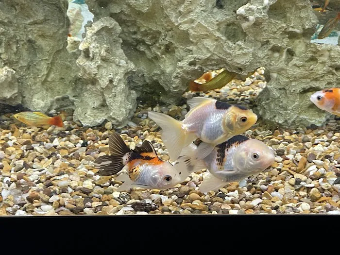 The Aquatic Centre Picture 6